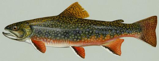 commons.wikimedia.org/wiki/File:Brook_trout.jpg